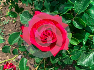 Close up bright red Tea rose blooming in garden.