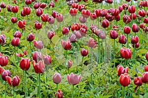 Close up of bright red tulips flower bed in the park. Red tulip field, spring background in red color. Close up
