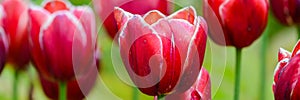 Close up of bright red tulips flower bed in the park. Red tulip field, spring background in red color. Close up