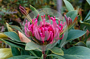 Close up of bright red waratah flower in bloom