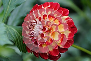 Close up of the bright red and yellow Dahlia \'Arabian Night