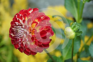 Close up of the bright red and yellow Dahlia \'Arabian Night\' flower