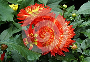 Close up of the bright red and yellow Dahlia \'Arabian Night\' flowers