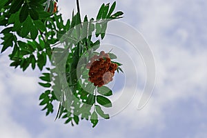 Close up bright rowan berries on a tree with