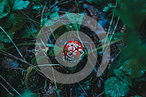 Close-up of a bright and shiny red mushroom Amanita Muscaria, a very poisonous mushroom.It grows on green moss in the forest.Red