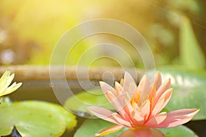 Single pink lotus in a pond with sunlight.