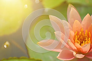 Single pink lotus in a pond with sunlight.