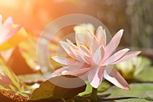Single pink lotus in a pond with sunlight.
