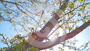 CLOSE UP: Bright spring sunshine illuminates gorgeous tree with white blossoms