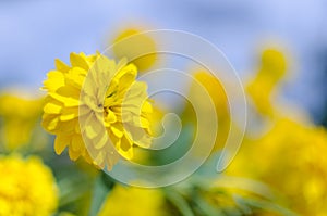 A close up of bright sunny yellow flower named cut-leaved coneflower Rudbeckia laciniata.