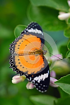 Close-up of a bright tropical butterfly, cethosia biblis, sitting on a lemon tree with flowers against a green background