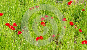 Close-up of bright vivid red poppy flower in bloom, set against green background