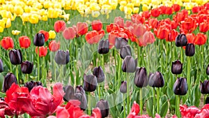 Close-up of bright vivid yellow, red and rare black color tulips in flower bed. defocused red fluffy tulips on the foreground.