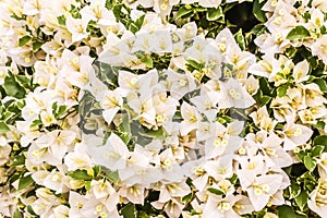 Closeup of bright white bougainvillea blossoms as a background,Floral background