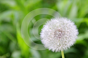 Close up of bright white dandelions among the green meadows.