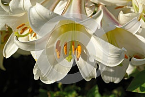 A close up of bright white flower of trumpet lily `Regale` (Lilium regale) in the garden