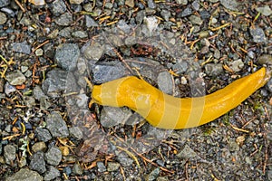 Close up of bright yellow Banana Slug on the forest floor, California