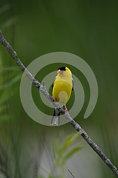 Male American Goldfinch bird perched on a branch