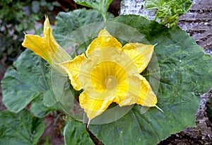 Close-up of a bright yellow blooming pumpkin flower with details and large green leaves in the