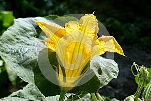 Close-up of a bright yellow blooming pumpkin flower with details and large green leaves in the