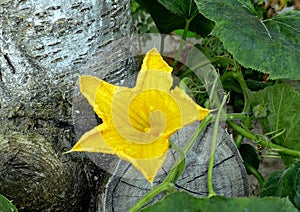 Close-up of a bright yellow blooming pumpkin flower with details and large green leaves in the