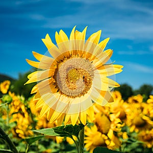 Close up of bright yellow bloomng sunflowers field in sunny summ