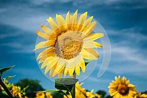 Close up of bright yellow bloomng sunflowers field in sunny summ