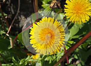 Close up of a bright yellow dandelion flower in bright sunlight against a blurred nature background