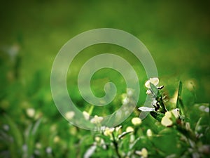 Close up of bright yellow dandelions among the green meadows