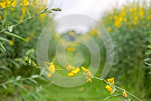 Close-up bright yellow flowers of Crotalaria junceasunn hemp. selective focus