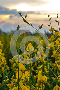 Close-up bright yellow flowers of Crotalaria junceasunn hemp with sunset sky background.selective focus