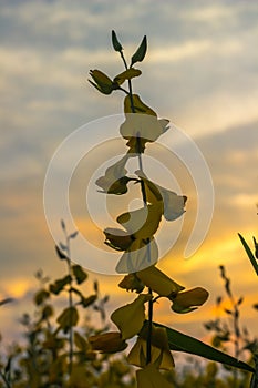 Close-up bright yellow flowers of Crotalaria junceasunn hemp with sunset sky background.selective focus