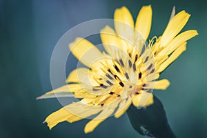 Close-up of a bright yellow Goatsbeard Salsify flower agains