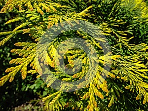 Close-up of bright yellow-green texture of natural greenery of the needles of Thuja occidentalis. Selective focus