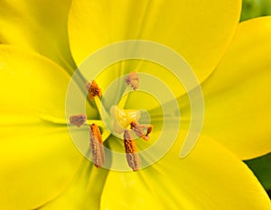 Close up bright yellow lily