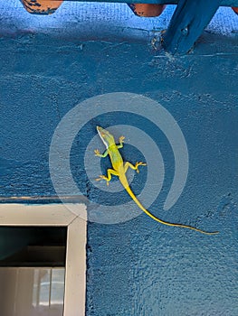 Close-up of a bright yellow lizard that sits on the wall of a blue building. Vertical