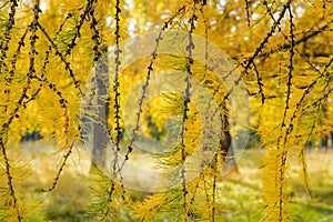 Close-up bright yellow needles on the branches of a larch tree in the park