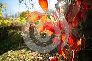 Close up of bright yellow and red maple leaves on fall tree branches with vibrant blurred background in autumn park