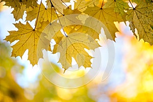 Close up of bright yellow and red maple leaves on fall tree branches with vibrant blurred background in autumn park