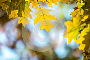 Close up of bright yellow and red maple leaves on fall tree branches with vibrant blurred background in autumn park