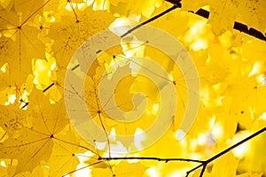 Close up of bright yellow and red maple leaves on fall tree branches with vibrant blurred background in autumn park