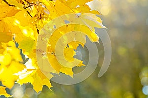 Close up of bright yellow and red maple leaves on fall tree branches with vibrant blurred background in autumn park