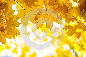 Close up of bright yellow and red maple leaves on fall tree branches with vibrant blurred background in autumn park