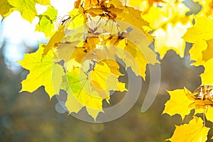 Close up of bright yellow and red maple leaves on fall tree branches with vibrant blurred background in autumn park