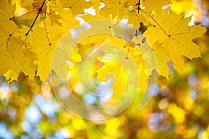 Close up of bright yellow and red maple leaves on fall tree branches with vibrant blurred background in autumn park