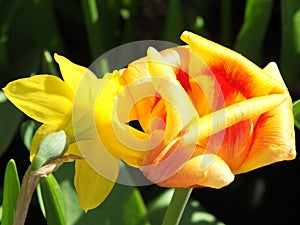 Close up of a bright yellow spring daffodil and a tulip with sunlight shining thought the petals against green foliage