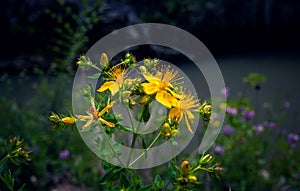 Close-up of bright yellow  St John`s-wort Hypericum perforatum flowers photo