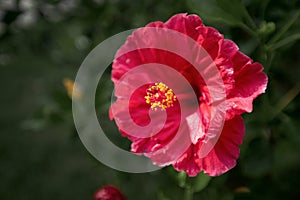 Close-up of the bright yellow stamen of a red hibiscus flower. A blooming flower