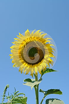 A close up of bright yellow sunflower against the blue sky