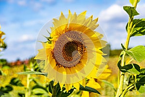 A bright yellow sunflower Helianthus annuus against a blue sky